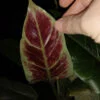 Philodendron subhastatum, pianta da interno