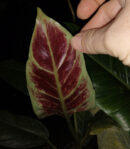 Philodendron subhastatum