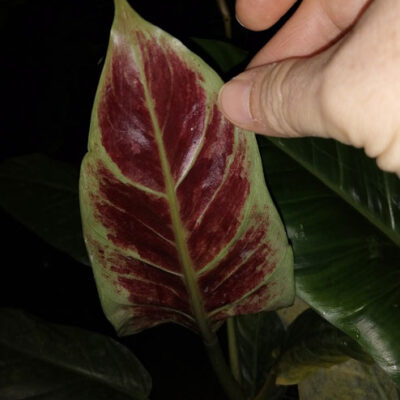 Philodendron subhastatum