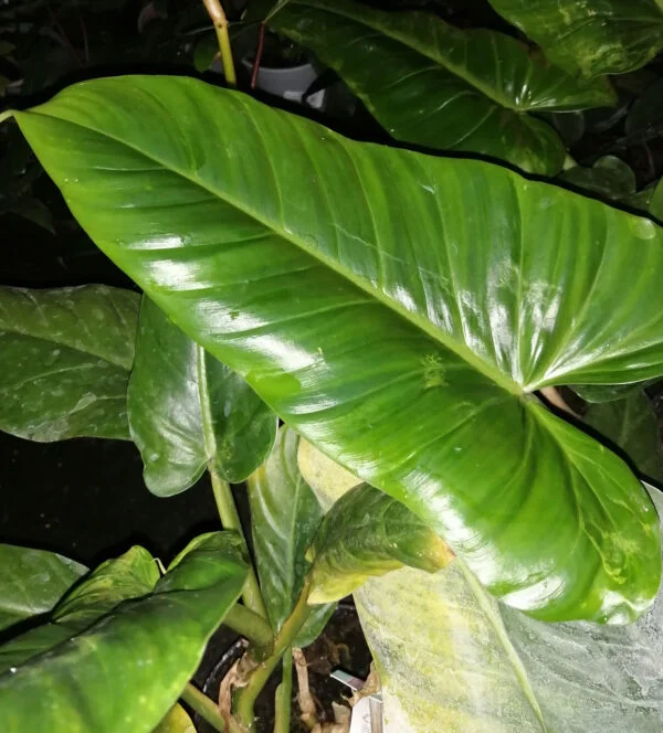 Philodendron subhastatum, foto 3