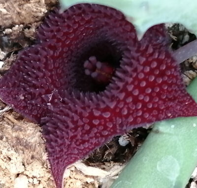 Huernia pendurata