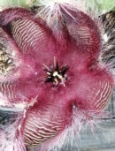 Stapelia hirsuta var. comata