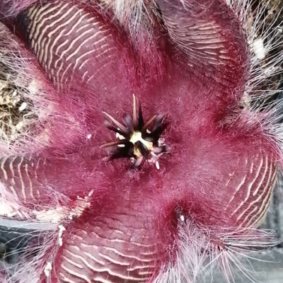 Stapelia hirsuta var. comata