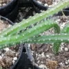 Selenicereus grandiflorus Queen of Night, pianta da interno