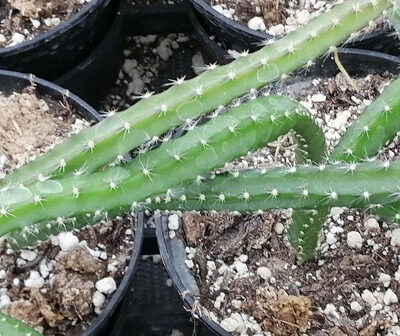 Selenicereus grandiflorus Queen of Night