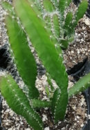 Hylocereus undatus Dragon fruit Pitaya