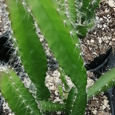 Hylocereus undatus Dragon fruit Pitaya