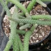 Chamaecereus luisramirezii, pianta da interno