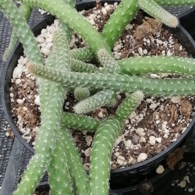 Chamaecereus luisramirezii