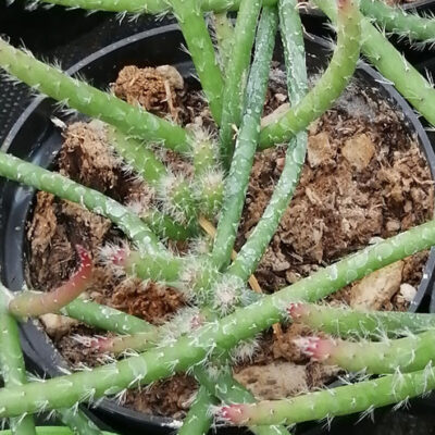 Rhipsalis lumbricoides pianta giovane