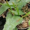 Rhipsalis Ramaloris, pianta da interno