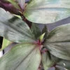 Tradescantia Roxxo, pianta da interno