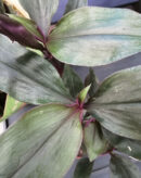 Tradescantia Roxxo