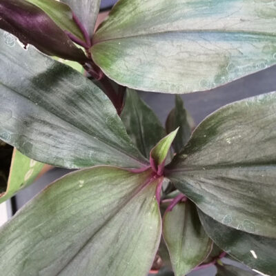 Tradescantia Roxxo