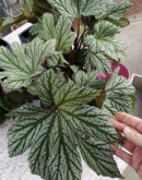 Begonia malipoensis