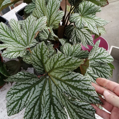 Begonia malipoensis