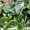 Begonia chingipengii, pianta da interno