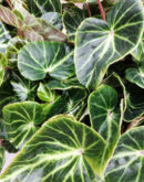 Begonia chingipengii