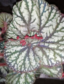 Begonia Spiralis