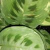 Maranta leuconeura var. kerchoveana variegata, pianta da interno