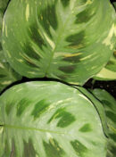 Marantha leuconeura var. kerkoveana variegata