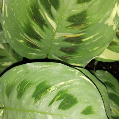 Marantha leuconeura var. kerkoveana variegata