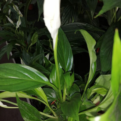 Spatiphyllum giovane pianta