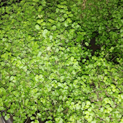 Soleirolia soleirolii, Helxine