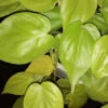 Philodendron hederaceum Lemon Lime, pianta da interno