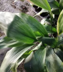 Aspidistra elatior