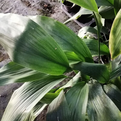 Aspidistra elatior