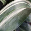 Aspidistra elatior Variegata, pianta da esterno
