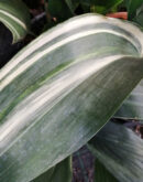 Aspidistra elatior Variegata