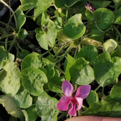 Viola odorata Red Charm