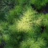 Asparagus myriocladus, pianta da interno e da esterno