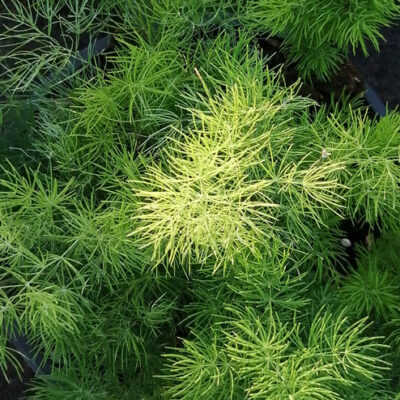 Asparagus myriocladus