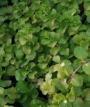 Lysimachia nummularia var. Aurea
