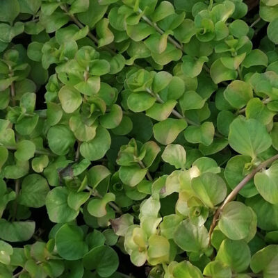 Lysimachia nummularia var. Aurea