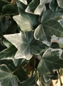 Hedera helix Glacier