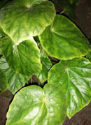 Begonia chitoensis
