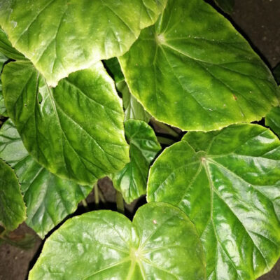 Begonia chitoensis