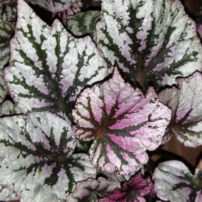 Begonia Ushuaia