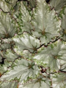 Begonia Asian Tundra Beleaf