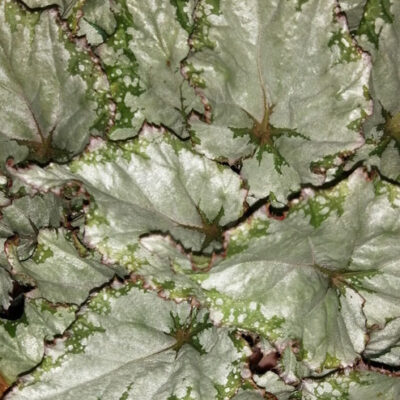 Begonia Asian Tundra Beleaf