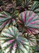 Begonia Candy Stripes