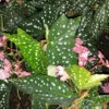 Begonia My Special Angel, pianta da interno
