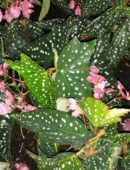 Begonia My Special Angel