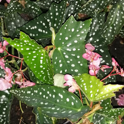 Begonia My Special Angel