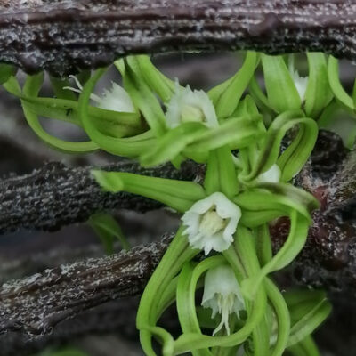 Cynanchum marnierianum