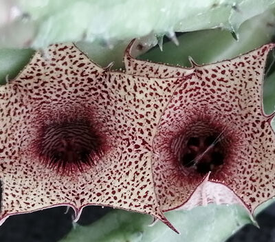 Caralluma repens